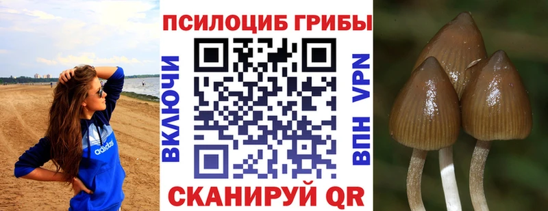 наркотики  Петровск-Забайкальский  Галлюциногенные грибы GOLDEN TEACHER 